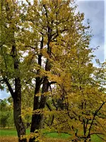 IMG_20201025_143204_3.webp