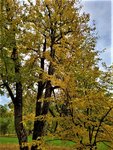 IMG_20201025_143204_3.jpg