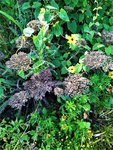 IMG_20200915_125601.jpg