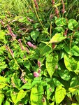 IMG_20200910_125640_1.jpg