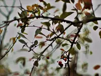 image007.webp