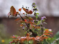 image009.webp