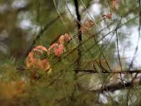 image010.webp