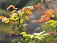 image014.webp