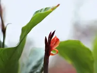 image006.webp