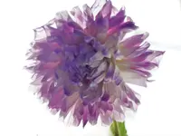 image004.webp