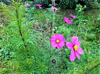 IMG_20201030_155129.webp