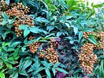 IMG_20201030_155221_1.jpg