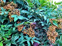 IMG_20201030_155221_1.webp