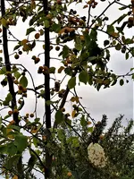 IMG_20201030_161323_3.webp