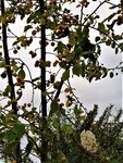 IMG_20201030_161323_3.jpg