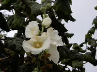 DSCN3060_Bildgröße ändern.webp
