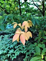 IMG_20200910_123431_1.webp