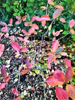 IMG_20201030_155308_1.webp