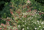 Fuchsie winterhart0119.JPG