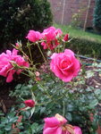 IMG_20201101_074339_1.jpg