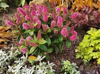 IMG_20201101_081515.webp