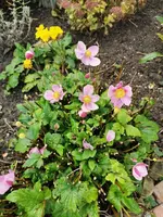 IMG_20201101_081341.webp
