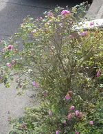 SAM_2009.webp