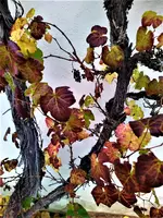IMG_20201101_153846_1.webp