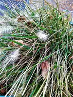 IMG_20201101_151429_1.jpg