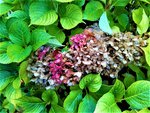 IMG_20201101_152547_1.jpg