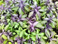 IMG_20201101_153406.webp