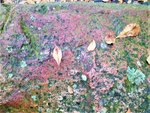 IMG_20201101_161713_1.jpg