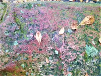 IMG_20201101_161713_1.webp