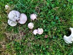 IMG_20201011_153613_3.jpg