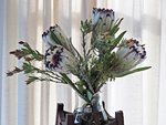 IMG_5220 Protea v (2).JPG