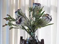 IMG_5220 Protea v (2).webp