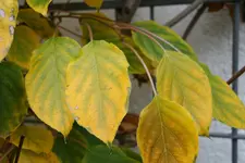 Nov.  0720.webp