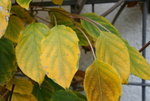 Nov.  0720.JPG
