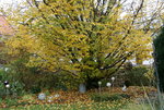 Nov.  1220.JPG