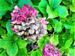 IMG_20201101_152618_2.jpg