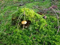IMG-20201102-WA0008.webp