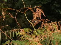 DSCI0631 (1).webp