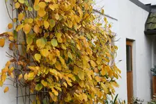Nov.  0620.webp
