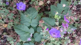DSC_1444.webp
