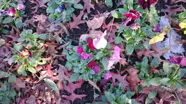 DSC_0236 (4).webp