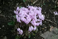 Cyclamen   0220.webp