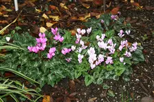 Cyclamen   0420.webp