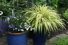 Juni0415 (2).webp