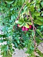 IMG_20200910_120634_1.webp
