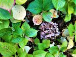 IMG_20201101_152706_1.jpg