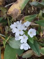 20201104_141111.jpg
