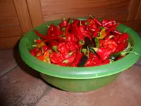 SAM_2046.webp