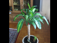 IMG_9482.webp