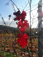 SAM_2058.webp
